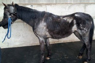 Emaciated black pony with skin condition