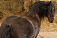 Obese bay pony stood in barn
