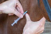 Vet injects bay horse in the neck
