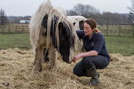 woman feeding a horse on a bed of hay