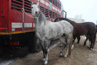 two horses tethered to a live animal export truck