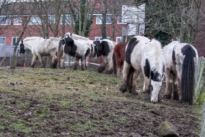 horses grazing on a common