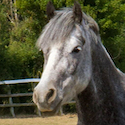 grey pony