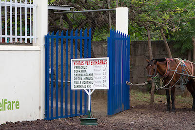 horse tethered outside the gates of a building