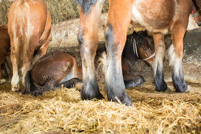 a newborn foal curled up on a bed of hay