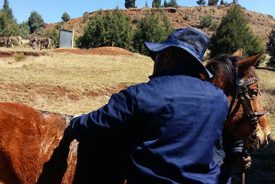 Man tending to his horse