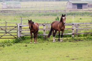 Our work globally - World Horse Welfare
